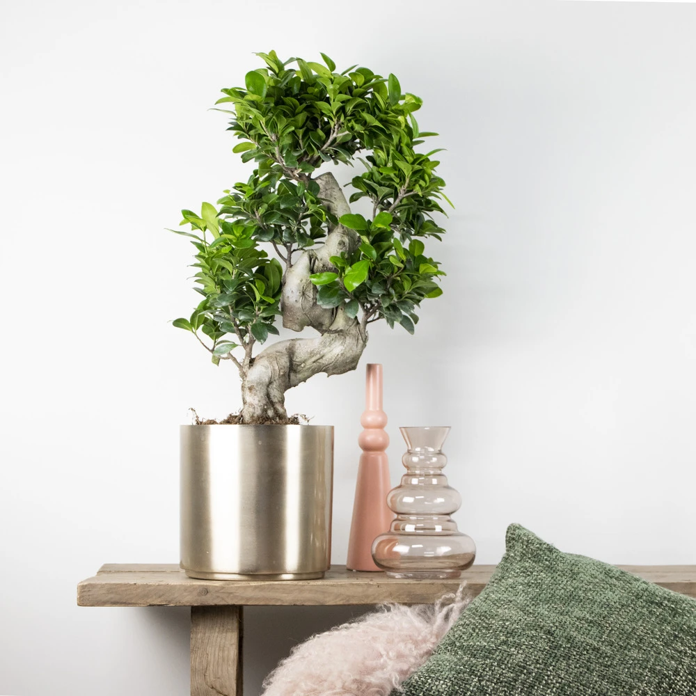 2x Ficus Microcarpa 'ginseng' En Forme De S – Bonsaï – Plante D'intérieur – ⌀22 Cm - ↕60-70 Cm – Image 4