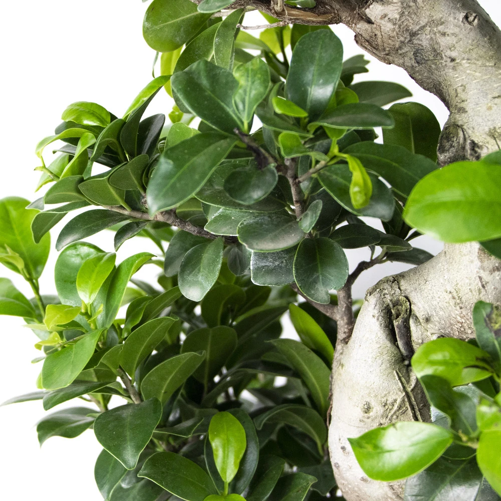 2x Ficus Microcarpa 'ginseng' En Forme De S – Bonsaï – Plante D'intérieur – ⌀22 Cm - ↕60-70 Cm – Image 3