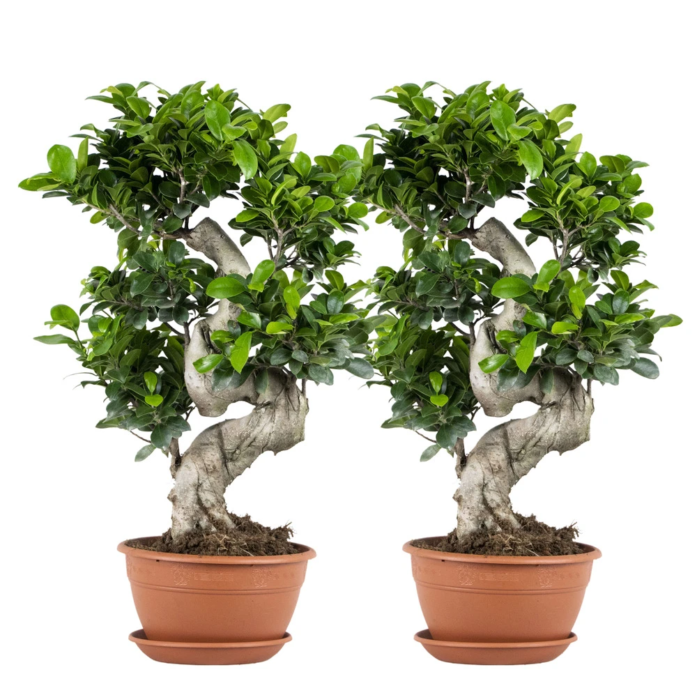 2x Ficus Microcarpa 'ginseng' En Forme De S – Bonsaï – Plante D'intérieur – ⌀22 Cm - ↕60-70 Cm