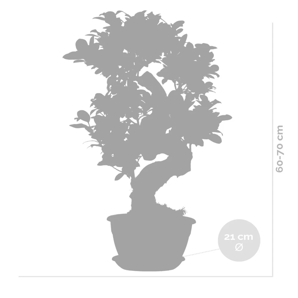 2x Ficus Microcarpa 'ginseng' En Forme De S – Bonsaï – Plante D'intérieur – ⌀22 Cm - ↕60-70 Cm – Image 5
