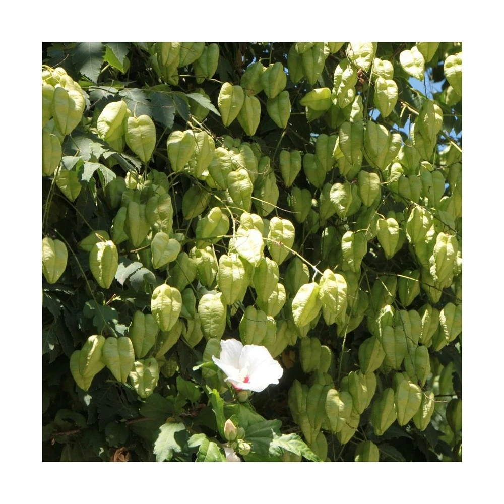 Savonnier Paniculata/pot De 10l - 125/150 Cm – Image 2