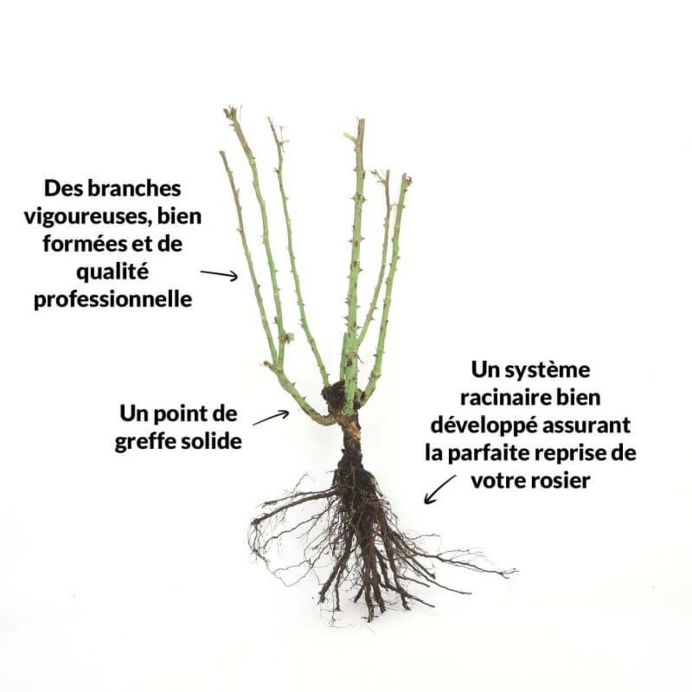 Rosier 'pascal Sevran' - – Image 2