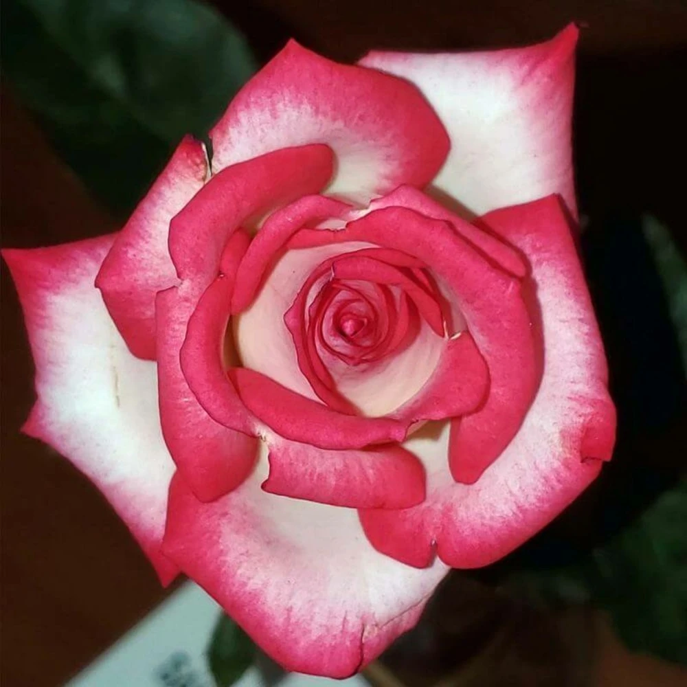 Rosier 'pascal Sevran' -