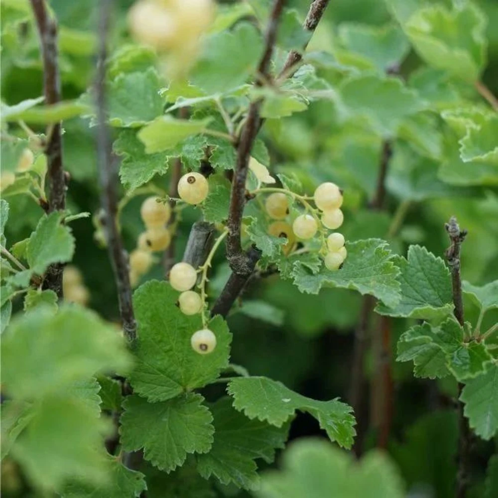 Groseillier à Grappes 'versaillaise Blanche' - Ribes Rubrum 3l – Image 2