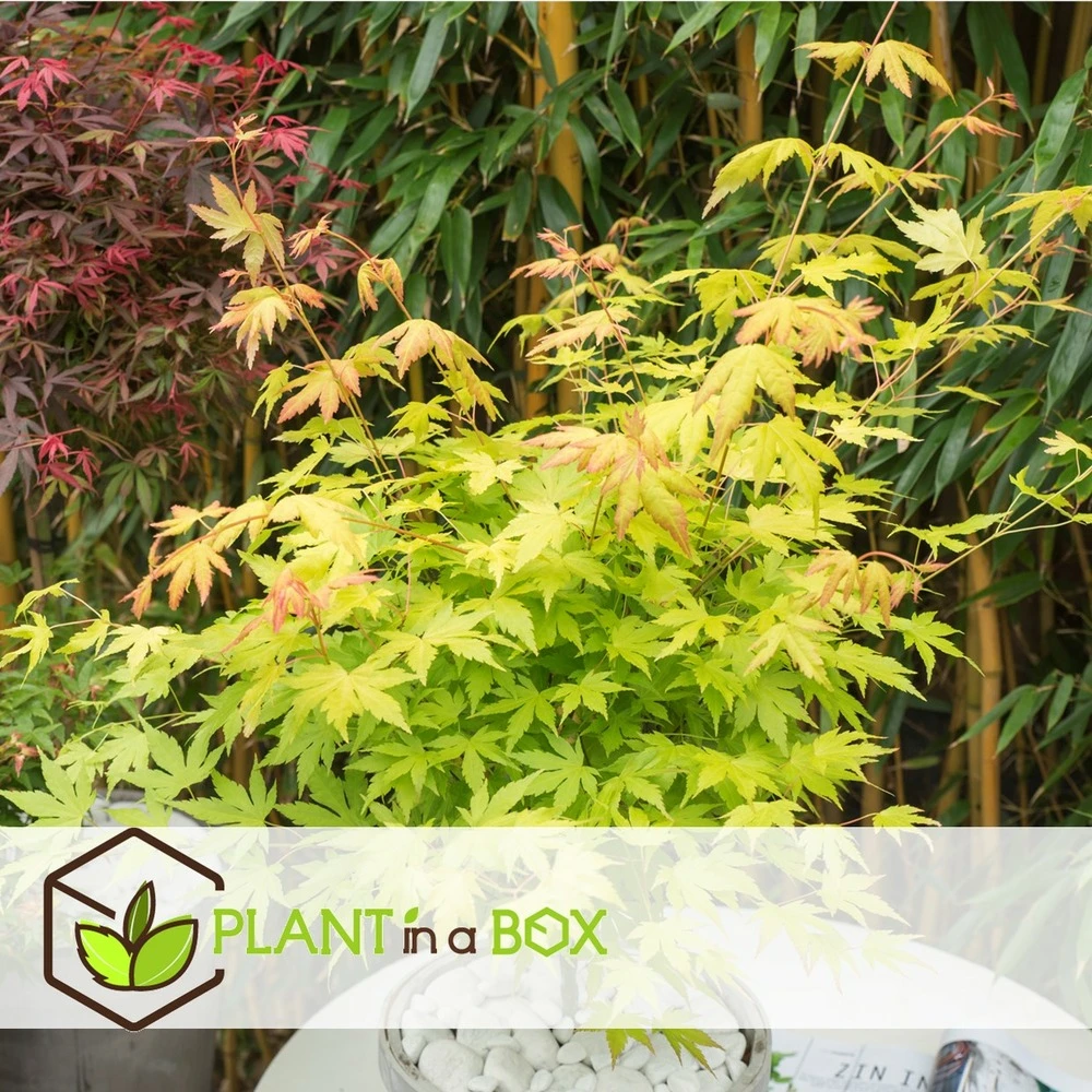 Set De 3 Erables Japonnais - Pot ⌀19cm - H.60-70cm (hauteur Pot Incluse) - Acer Japonica - Plantes Rustique – Image 2