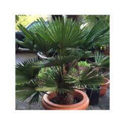 Trachycarpus Wagnerianus (palmier De Chusan, Palmier Moulin Ă Vent) Taille:pot De 110l - Tronc De 160/180cm - 220/250cm