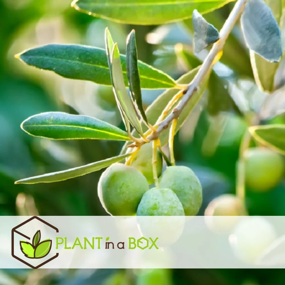 Olea Europaea - Olivier Sur Tige - Set De 2 - Pot 19cm - Hauteur 80-90cm – Image 3