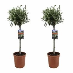 Olea Europaea - Olivier Sur Tige - Set De 2 - Pot 19cm - Hauteur 80-90cm