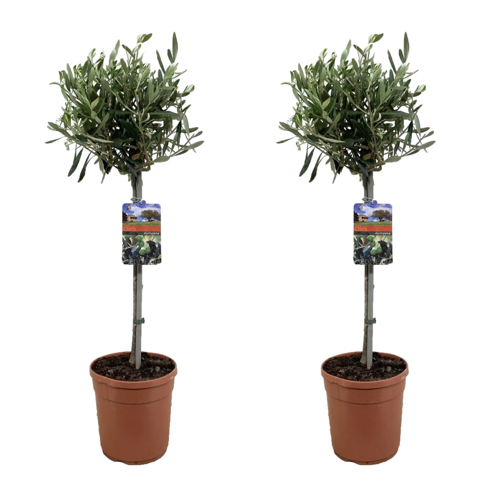 Olea Europaea - Olivier Sur Tige - Set De 2 - Pot 19cm - Hauteur 80-90cm