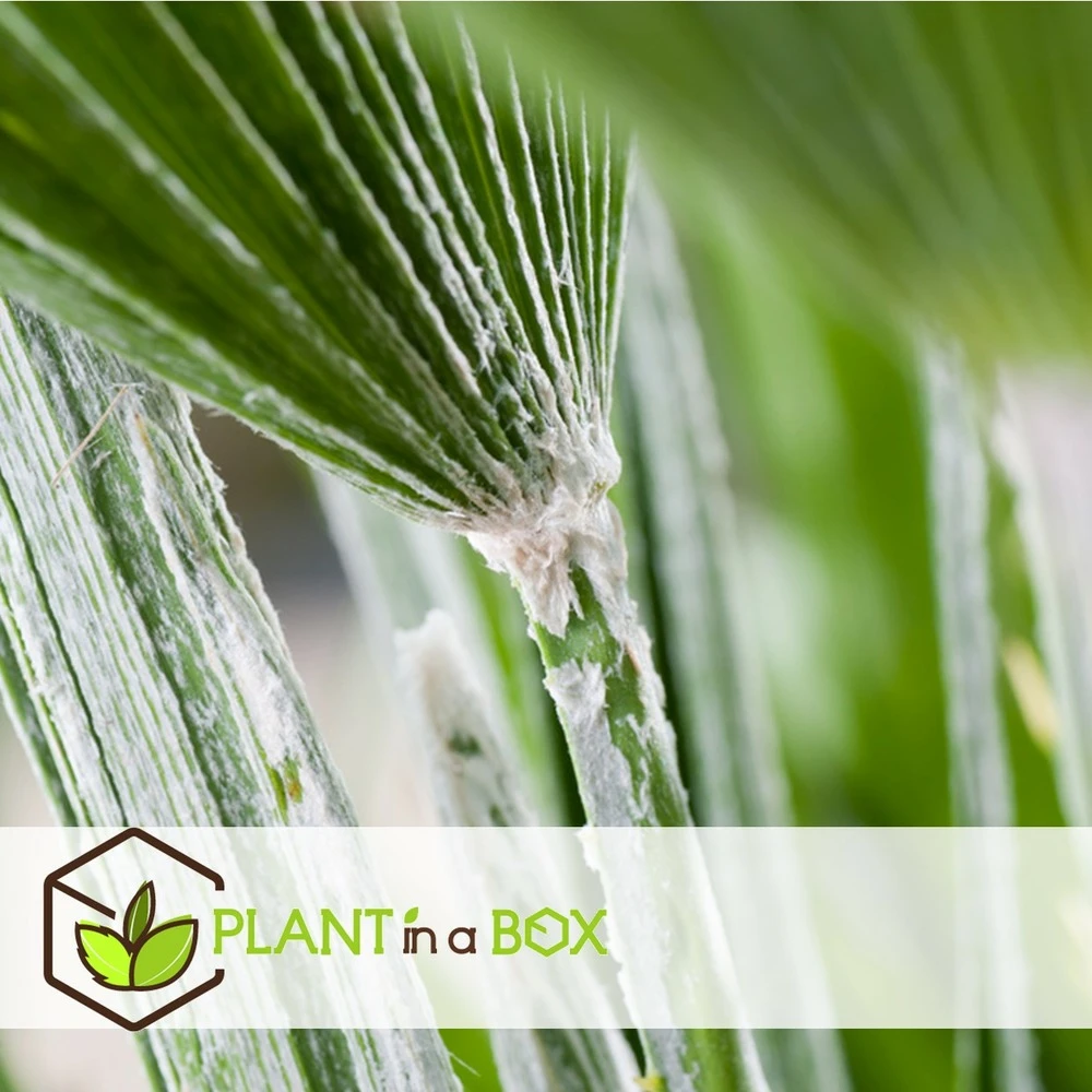 Chamaerops Humilis - Set De 2 - Palmier - Pot 15cm - Hauteur 50-60cm – Image 4