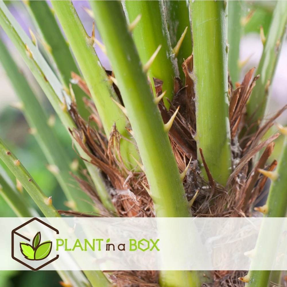 Chamaerops Humilis - Set De 2 - Palmier - Pot 15cm - Hauteur 50-60cm – Image 2