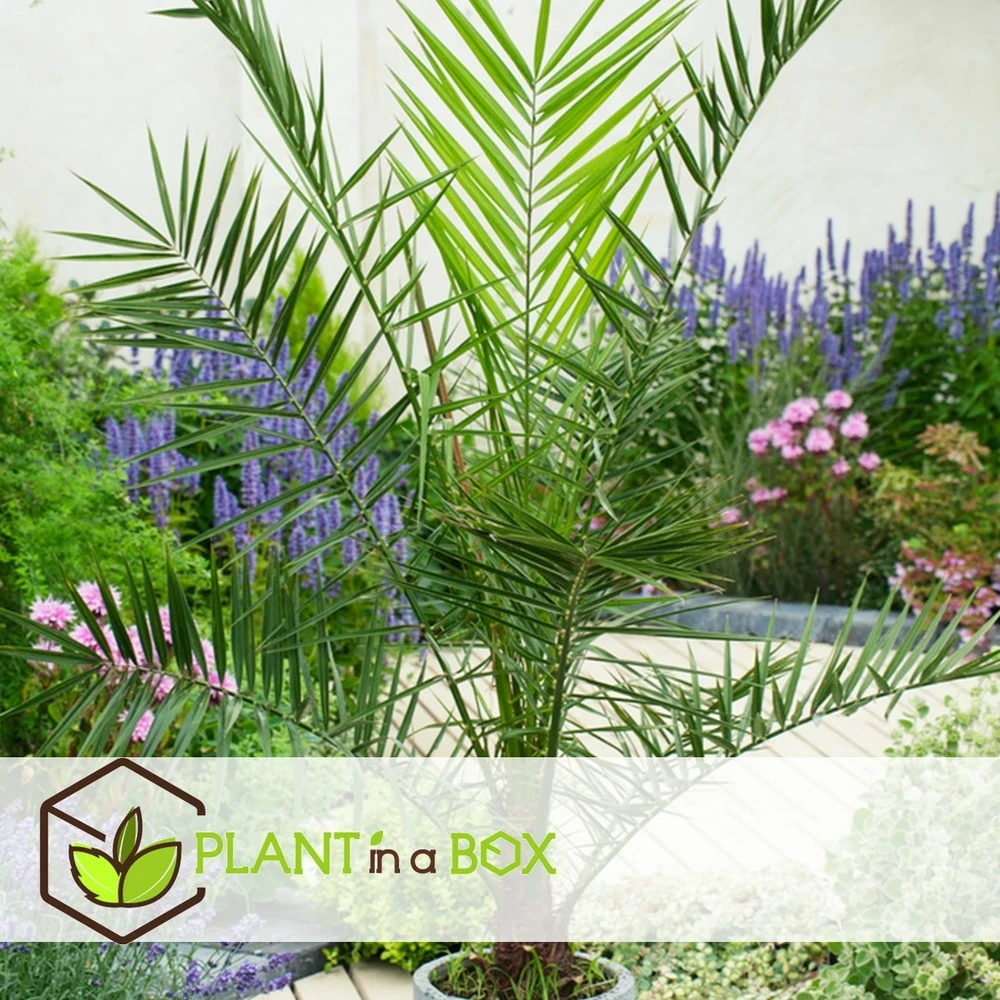 Phoenix Canariensis - Set De 2 - Palmier Dattier - Pot 19cm - Hauteur 80-100cm – Image 4