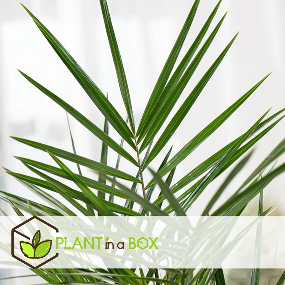 Phoenix Canariensis - Set De 2 - Palmier Dattier - Pot 19cm - Hauteur 80-100cm – Image 3