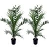Phoenix Canariensis - Set De 2 - Palmier Dattier - Pot 19cm - Hauteur 80-100cm