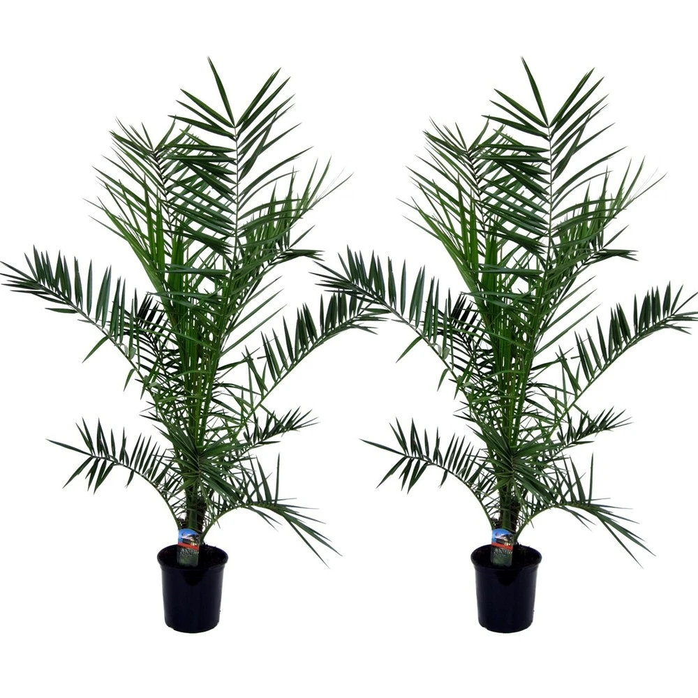Phoenix Canariensis - Set De 2 - Palmier Dattier - Pot 19cm - Hauteur 80-100cm