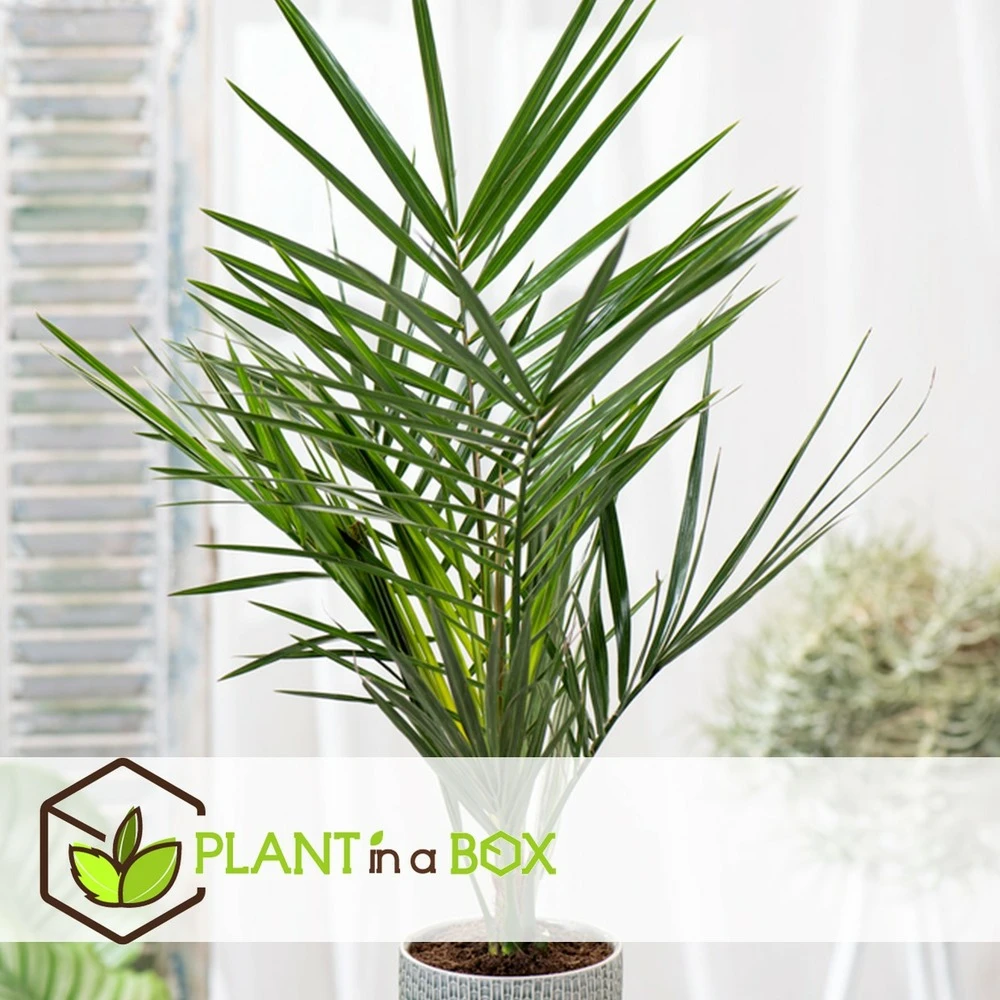 Phoenix Canariensis - Set De 4 - Palmier Dattier - Pot 15cm - Hauteur 50-60cm – Image 2
