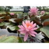 Nymphaea 'princesse Elisabeth'