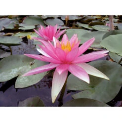 Nymphaea 'pink Sparkle'