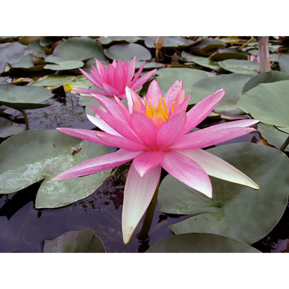 Nymphaea 'pink Sparkle'