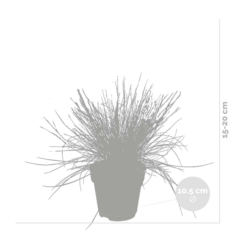 3x Festuca Glauca 'eisvogel' - Fétuque Bleue - Rustique - ⌀10.5 Cm - ↕15-20 Cm – Image 3