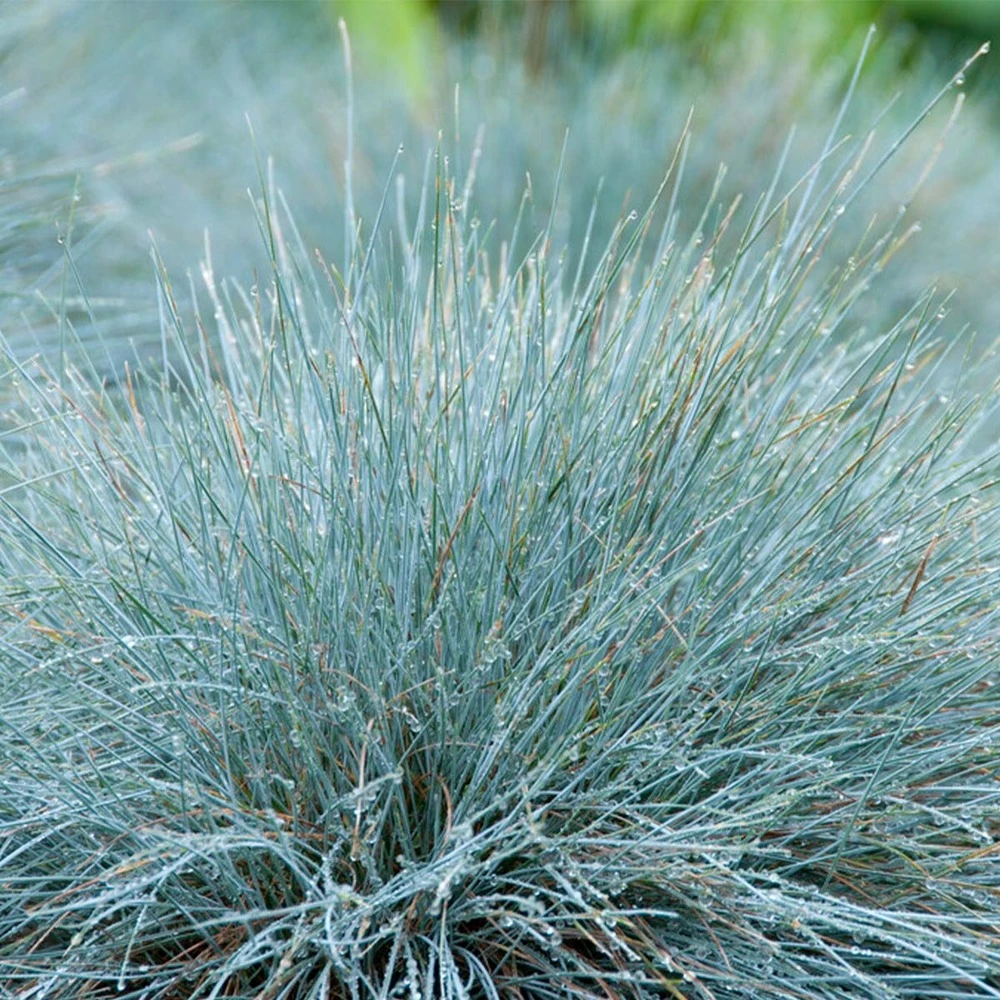 3x Festuca Glauca 'eisvogel' - Fétuque Bleue - Rustique - ⌀10.5 Cm - ↕15-20 Cm – Image 4
