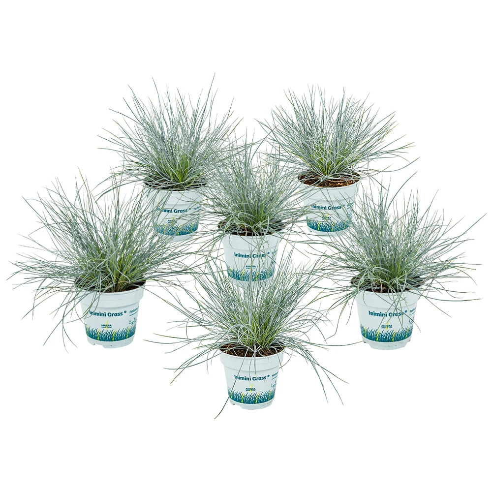 3x Festuca Glauca 'eisvogel' - Fétuque Bleue - Rustique - ⌀10.5 Cm - ↕15-20 Cm