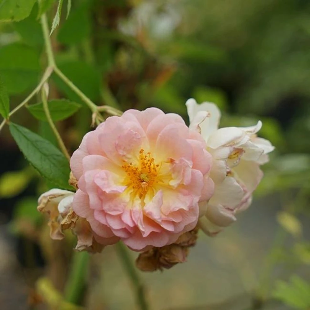 Rosier Ancien 'ghislaine De Féligonde' - Rosa 3l – Image 3