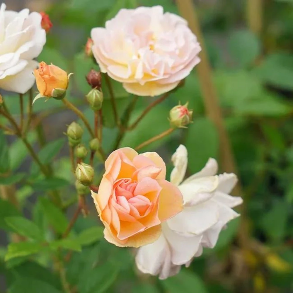 Rosier Ancien 'ghislaine De Féligonde' - Rosa 3l – Image 2