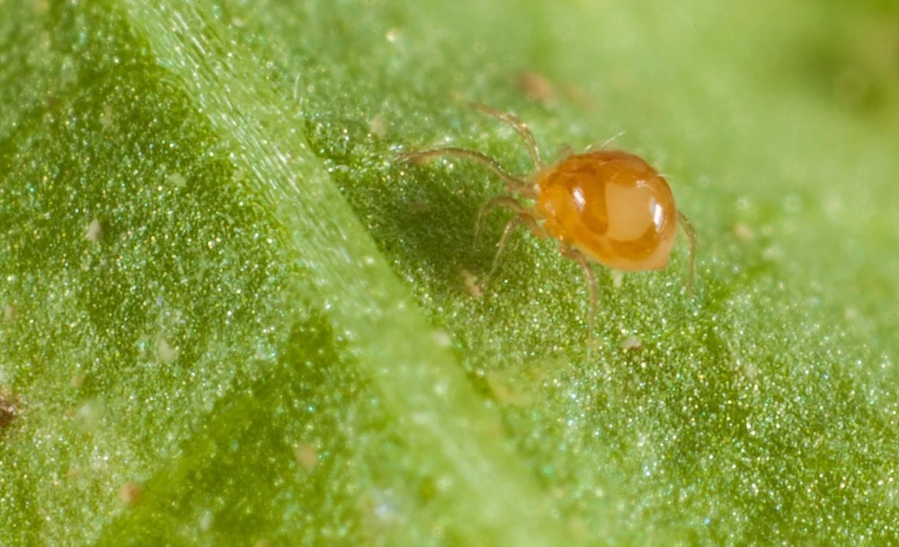 500 Acariens Phytoseiulus – Image 3