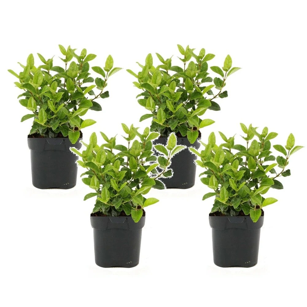 Viburnum Tinus - Set De 4 - Véritable Laurier - Pot 17cm - Hauteur 25-40cm