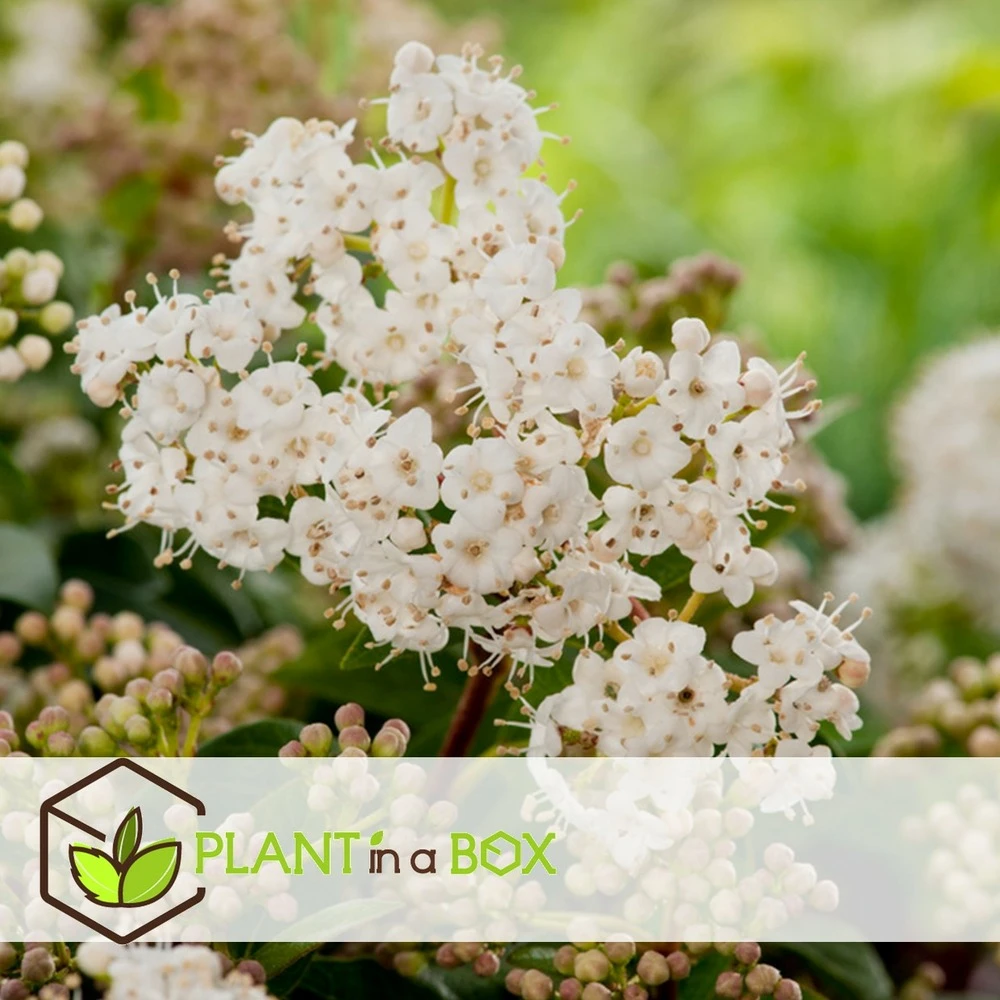 Viburnum Tinus - Set De 4 - Véritable Laurier - Pot 17cm - Hauteur 25-40cm – Image 3