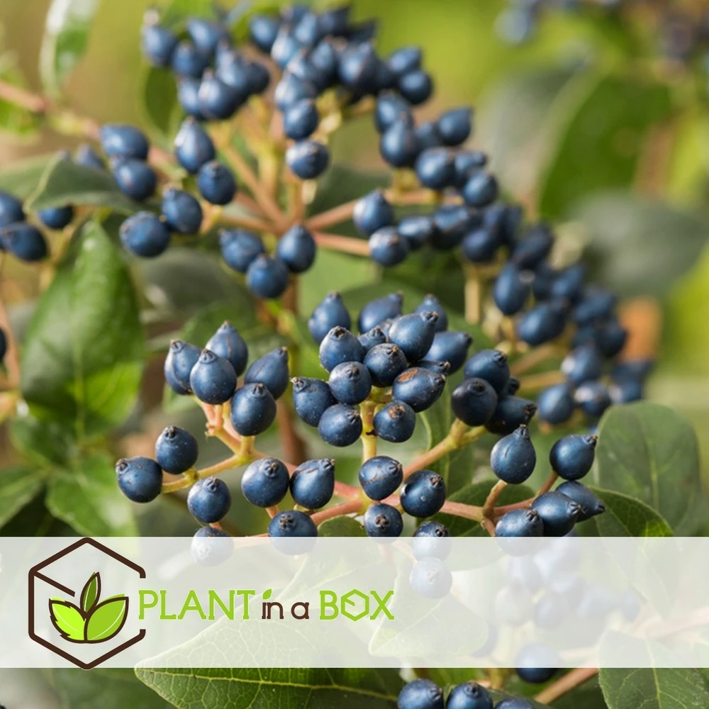 Viburnum Tinus - Set De 4 - Véritable Laurier - Pot 17cm - Hauteur 25-40cm – Image 2