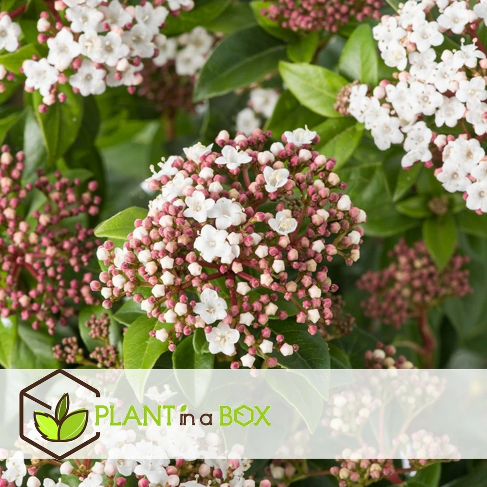 Viburnum Tinus - Set De 4 - Véritable Laurier - Pot 17cm - Hauteur 25-40cm – Image 4