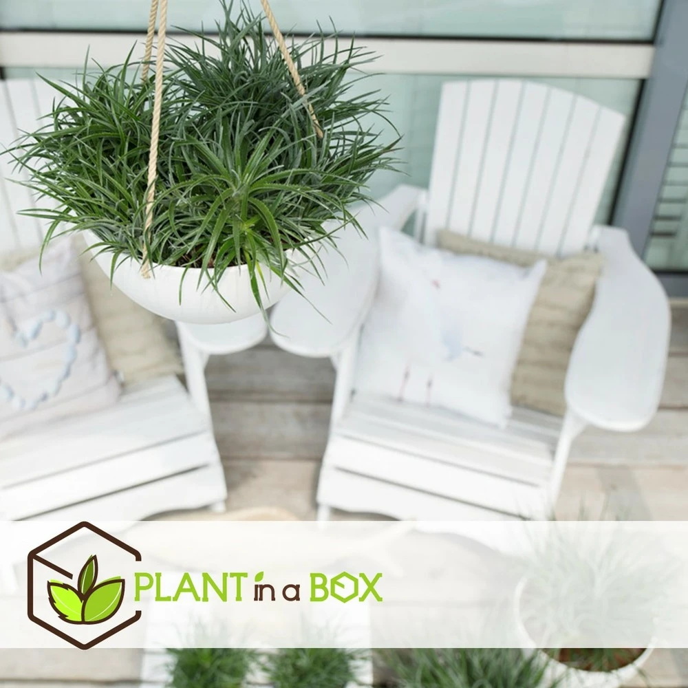 Fascicularia - Set De 2 - Feuilles Bleu-gris - Pot 13cm - Hauteur 20-30cm – Image 5