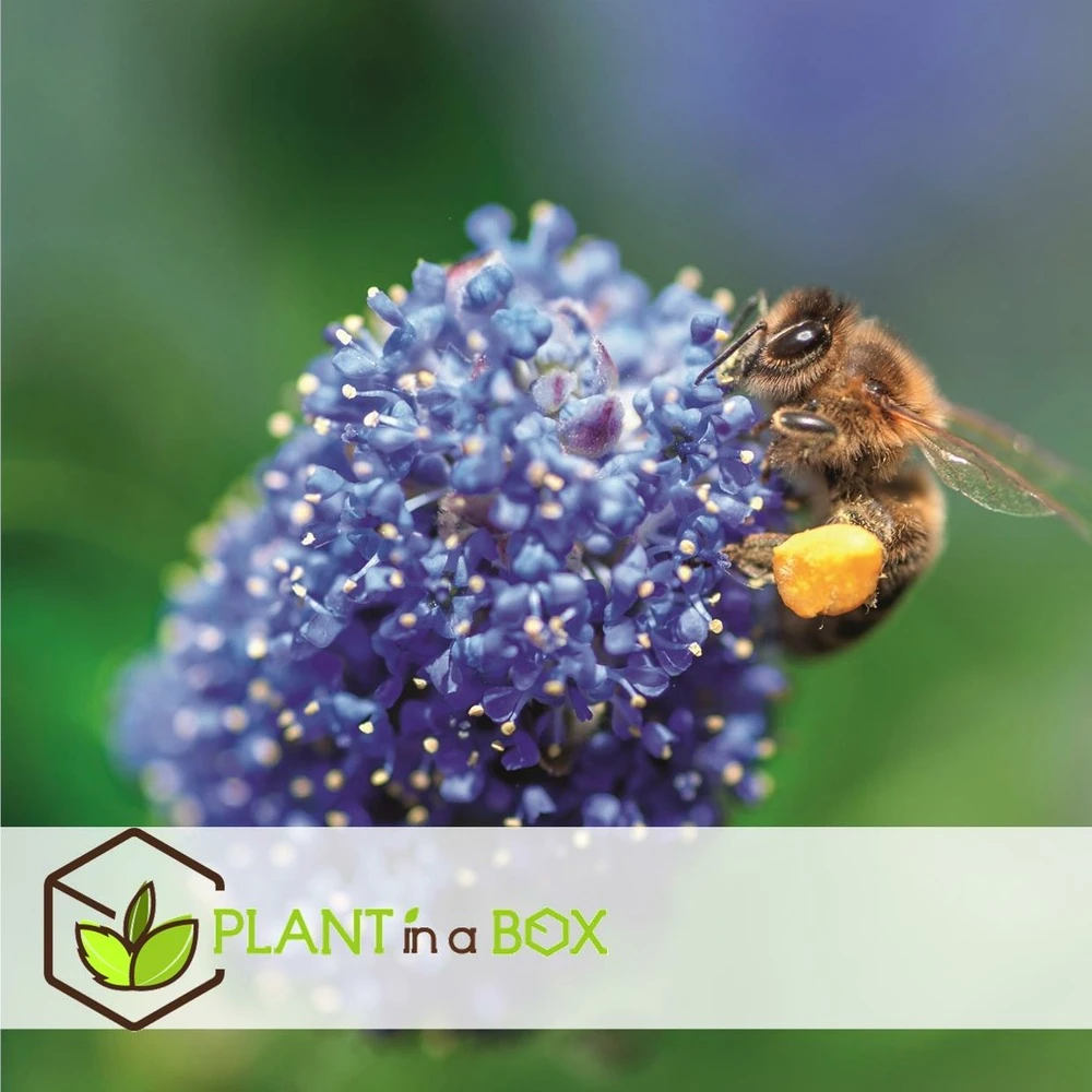 Ceanothus Thyrsiflorus Repens - Arbuste - Pot 17cm - Hauteur 60-70cm – Image 4