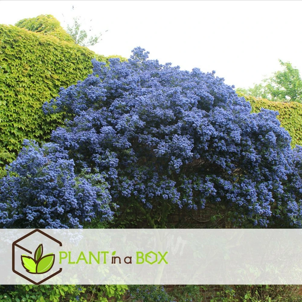 Ceanothus Thyrsiflorus Repens - Arbuste - Pot 17cm - Hauteur 60-70cm – Image 3