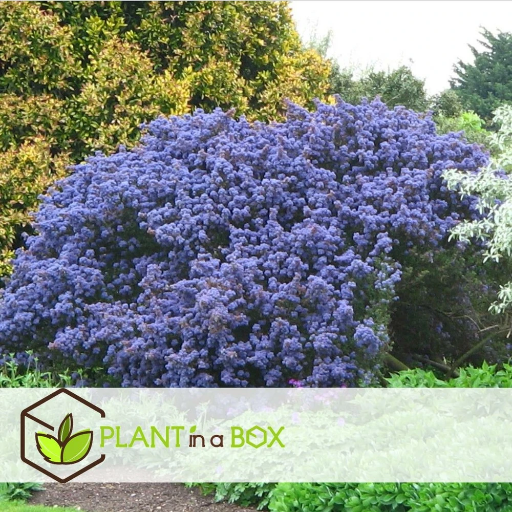 Ceanothus Thyrsiflorus Repens - Arbuste - Pot 17cm - Hauteur 60-70cm – Image 2