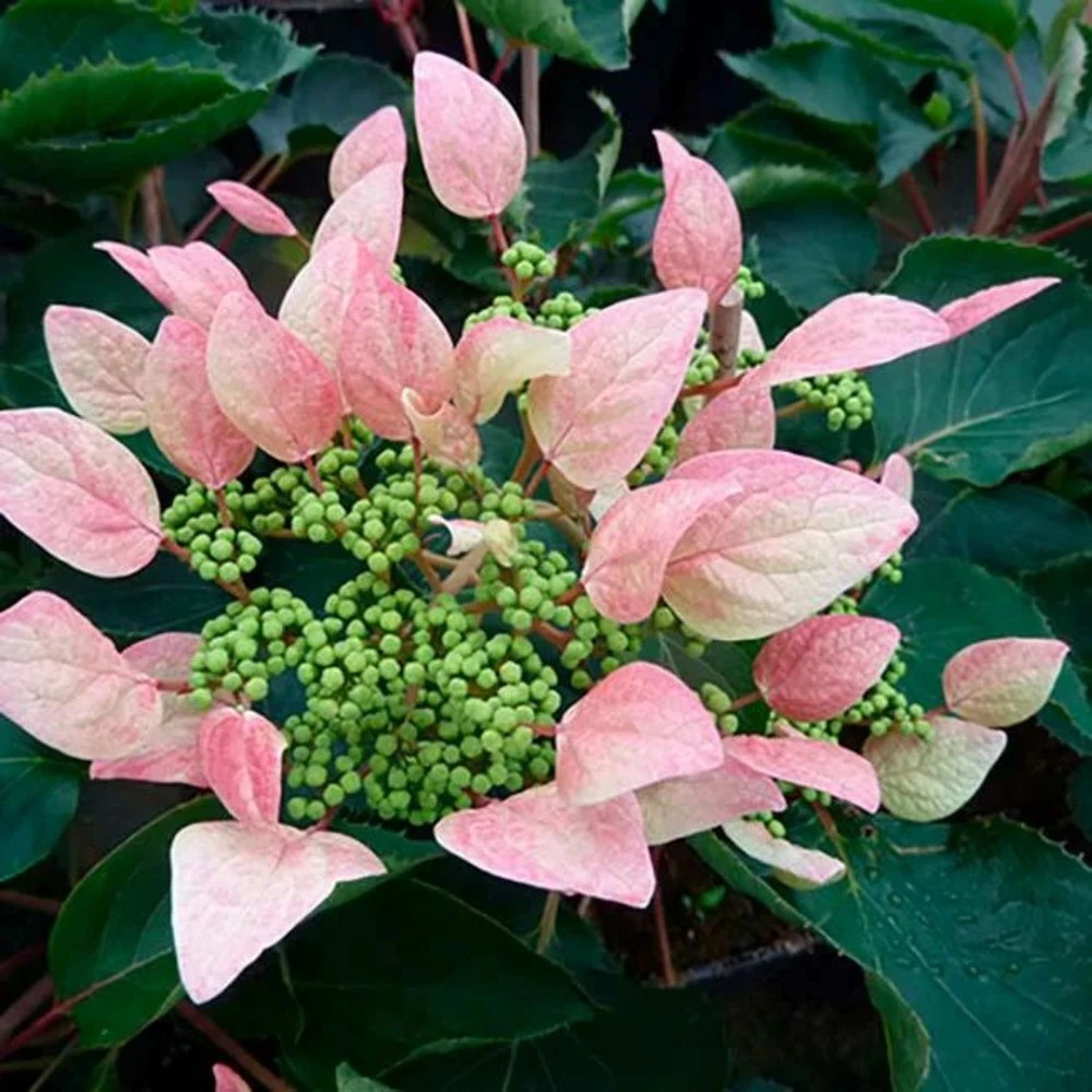 Schizophragma Hydrangeoides 'roseum' - Schizophragma Hydrangeoides 3l – Image 3