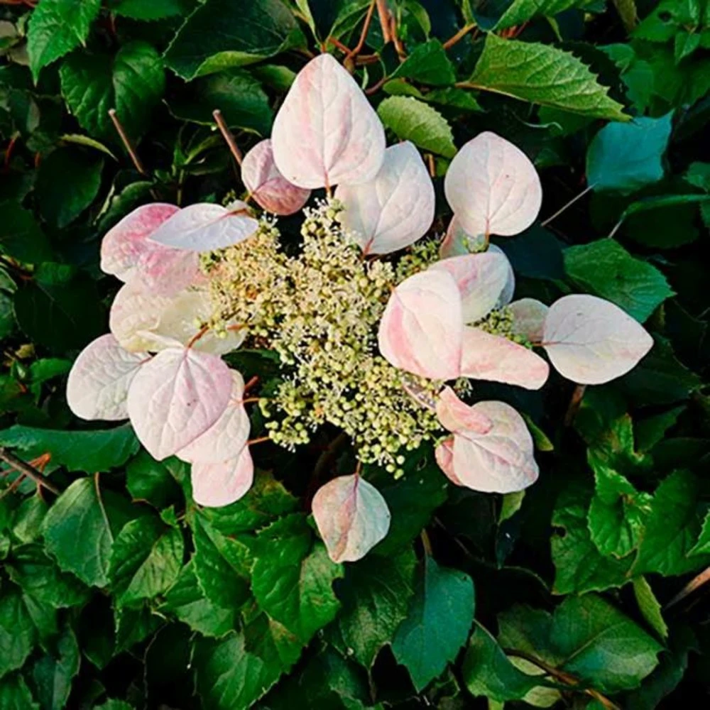 Schizophragma Hydrangeoides 'roseum' - Schizophragma Hydrangeoides 3l – Image 2