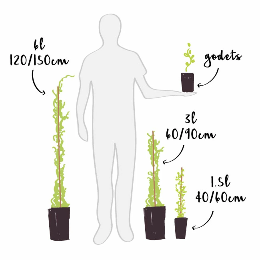 Sollya Heterophylla "alba" - Sollya Heterophylla 3l – Image 5