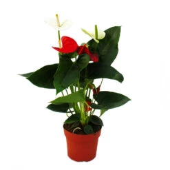 Fleur De Flamant Rose "sierra Red & Sierra White" Jumeaux Rouge/blanc Pot 14cm Anthurium Andreanum