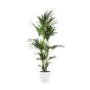 Palmier Kentia - Howea Forsteriana - Xxl - Environ 165cm De Haut - Dans La Jardinière "brussels" - Blanc