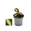 Jewel Orchid - Macodes Petola Pearl - Mini Orchidée Terrestre à Feuilles Fantaisies - Pot 6cm