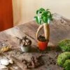Kit Terrarium Diy 2 Plantes