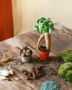 Kit Terrarium Diy 2 Plantes