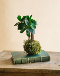 Kokedama - Ficus Microcarpa