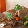 Kit Terrarium Diy 2 Plantes - Fittonia