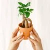 Plante D'intérieur - Mini Ficus Ginseng Microcarpa (d06) 12cm