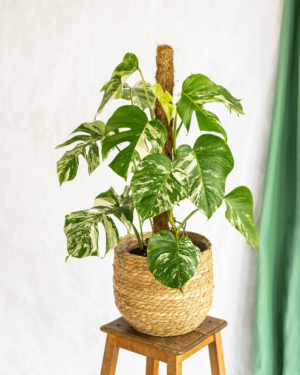 Plante D'intérieur - Monstera Deliciosa Variegata Xl 80cm – Image 2
