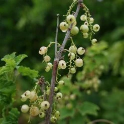 Groseillier Ă Grappes 'versaillaise Blanche' - Ribes Rubrum 1,5l